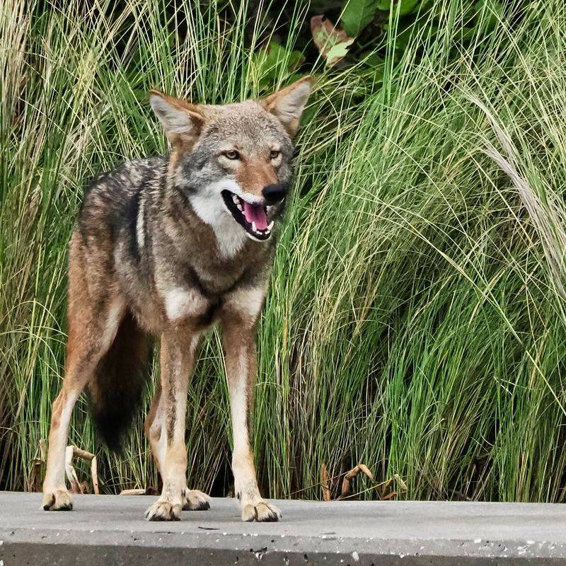 Never Approach Or Corner A Coyote