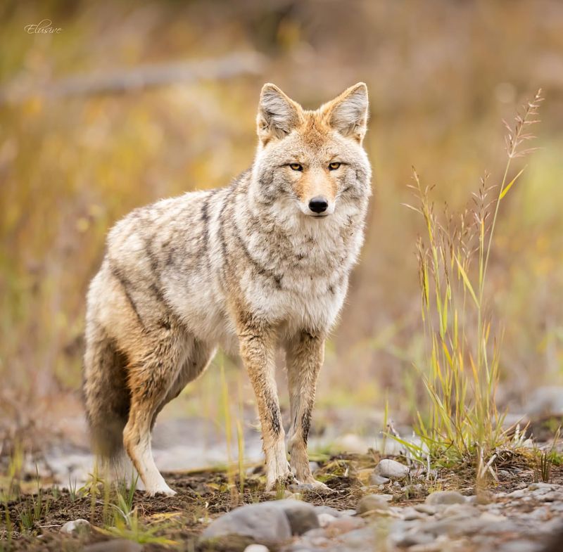 Never Run Away From A Coyote