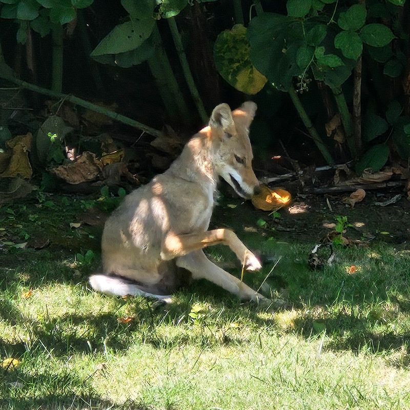 Never Feed or Leave Food Accessible