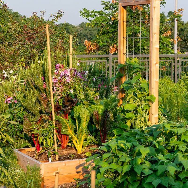 Trellis Systems For Climbing Vegetables