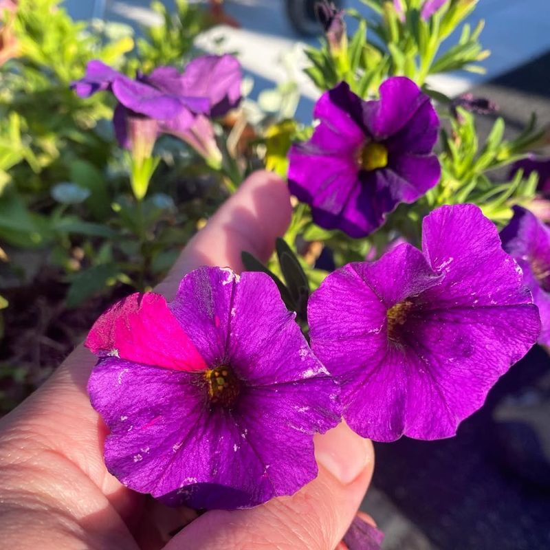 Provide Year-Round Blooming Potential