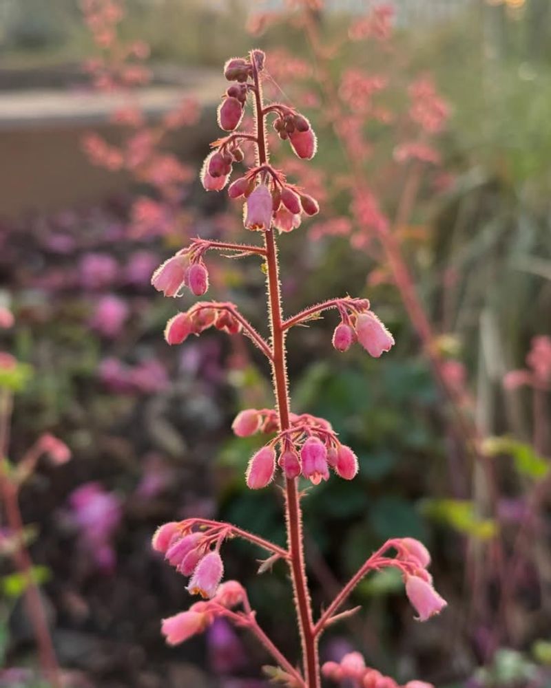 Complement Other California Natives