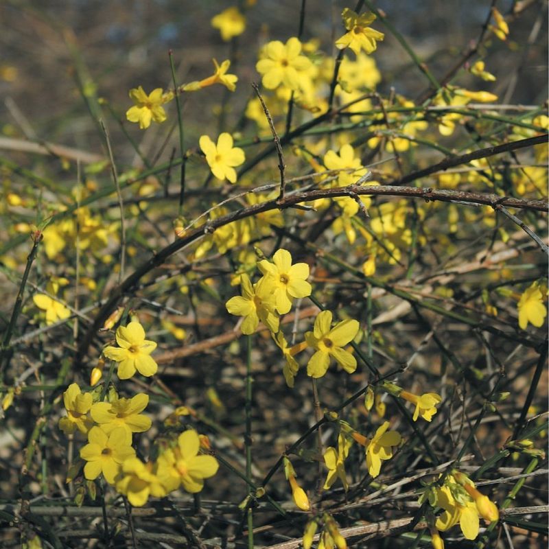 Attracts Early Pollinators To Your Garden