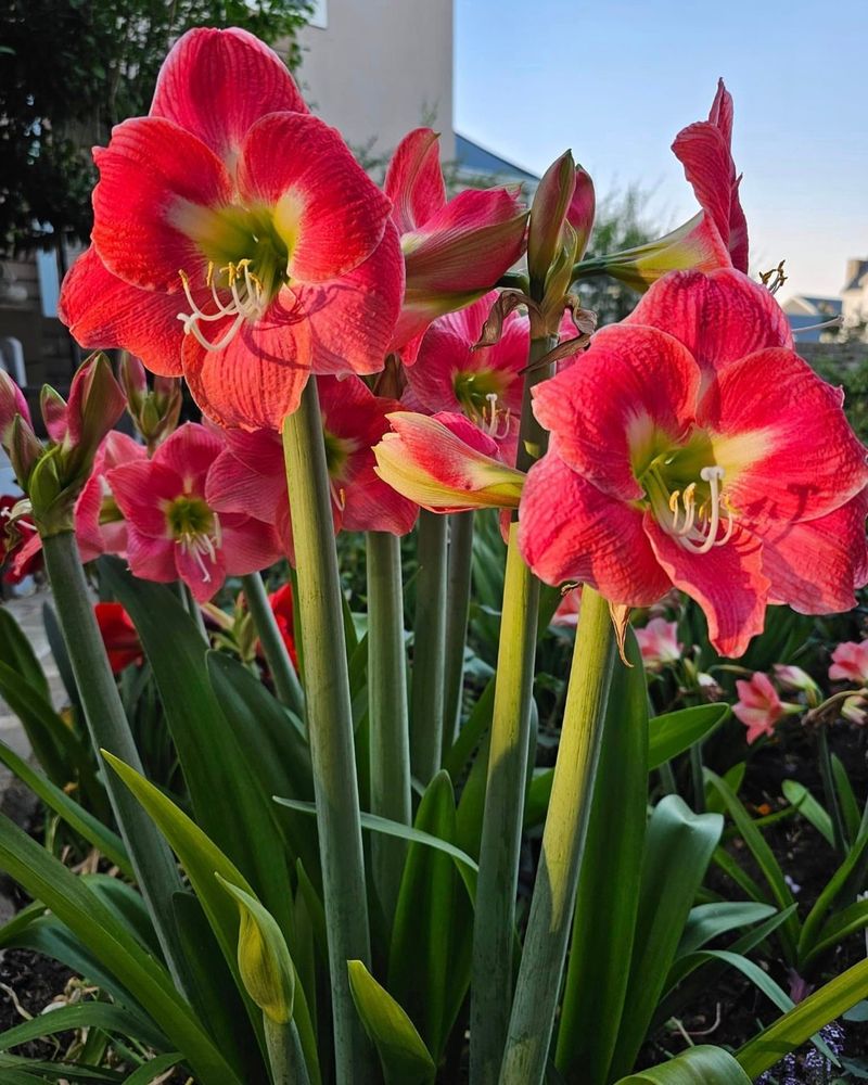 Blooms Multiple Times Throughout the Year