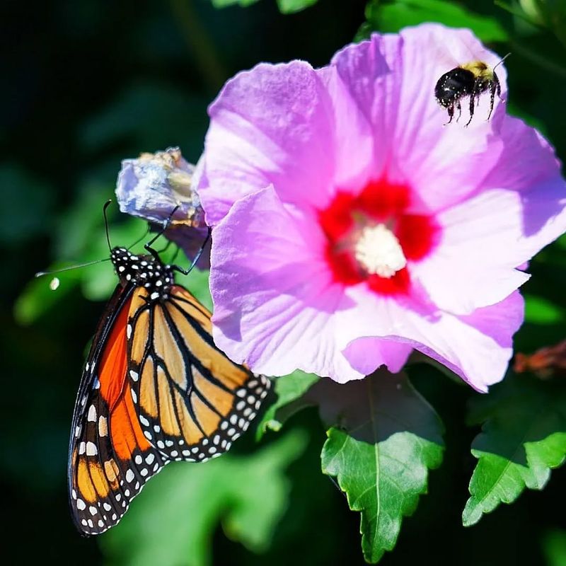 Attracts Butterflies And Hummingbirds To Your Garden