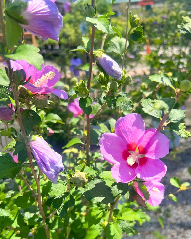 Attracts Butterflies And Hummingbirds