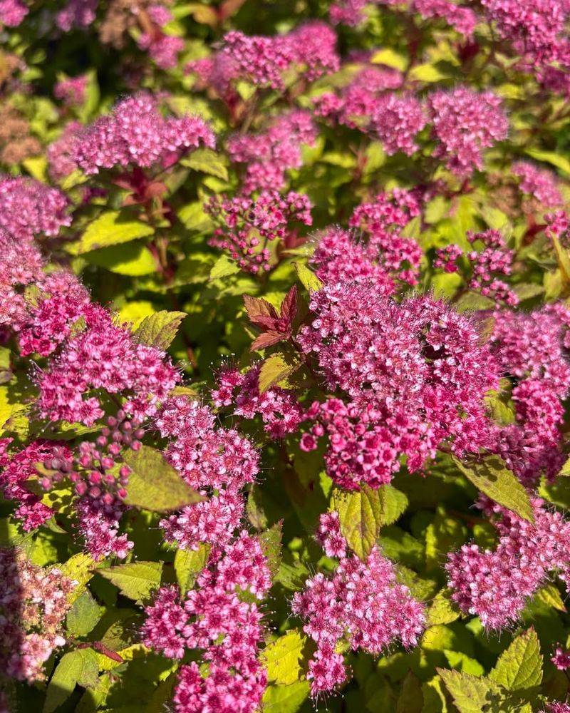 Comes In Multiple Varieties For Different Heights