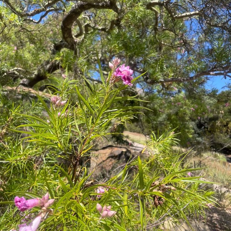 Tolerates Poor Soil And Tough Conditions