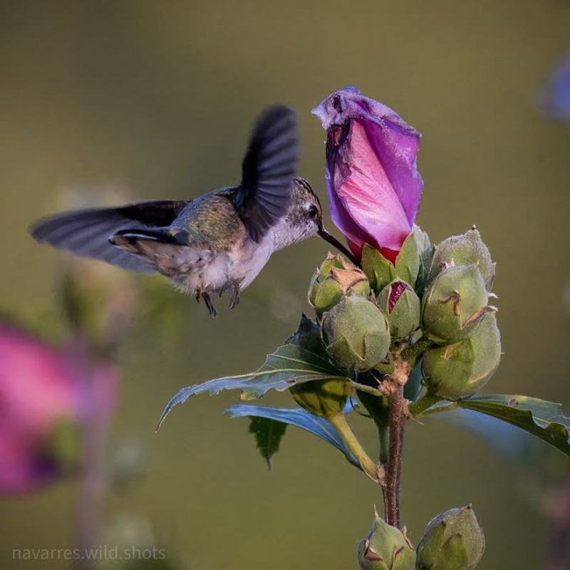 Attracts Hummingbirds And Pollinators To Your Backyard