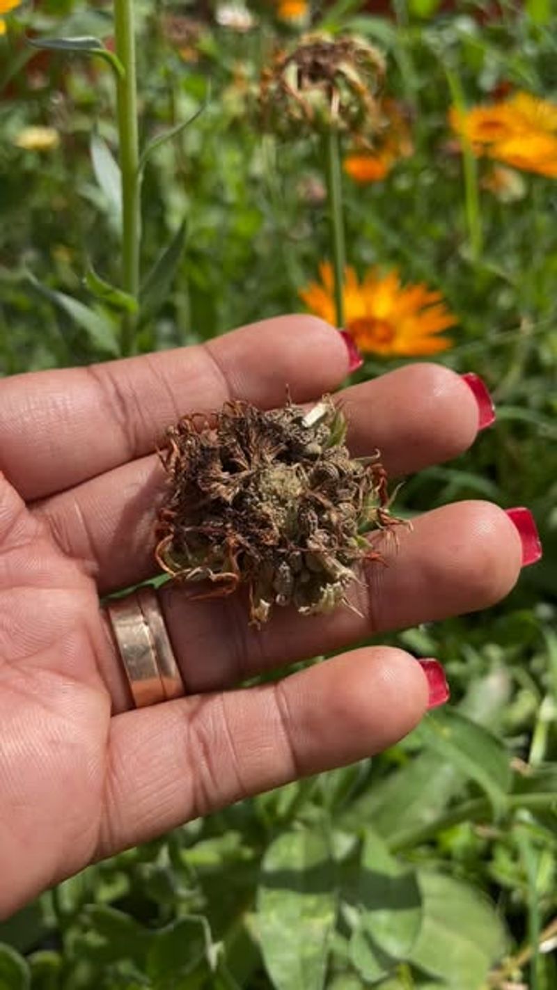 Produces Seeds For Next Season's Planting