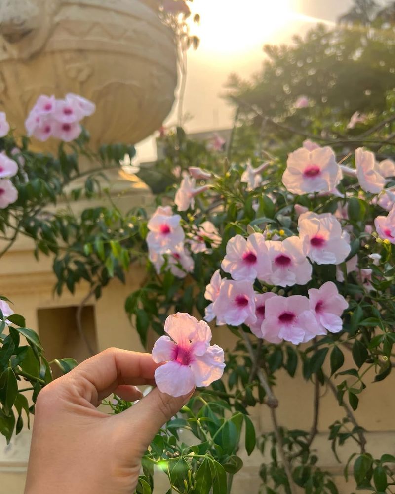 Easy Maintenance Fits Busy Lifestyles