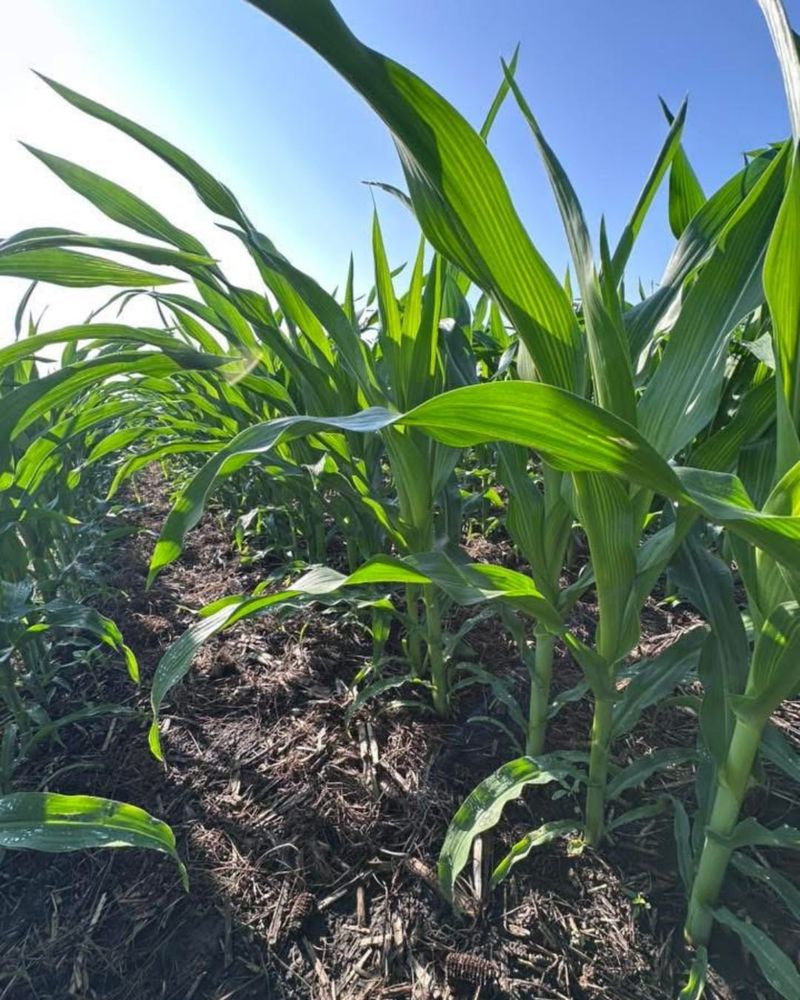 Corn And Soybean Monoculture Dominates Iowa Fields