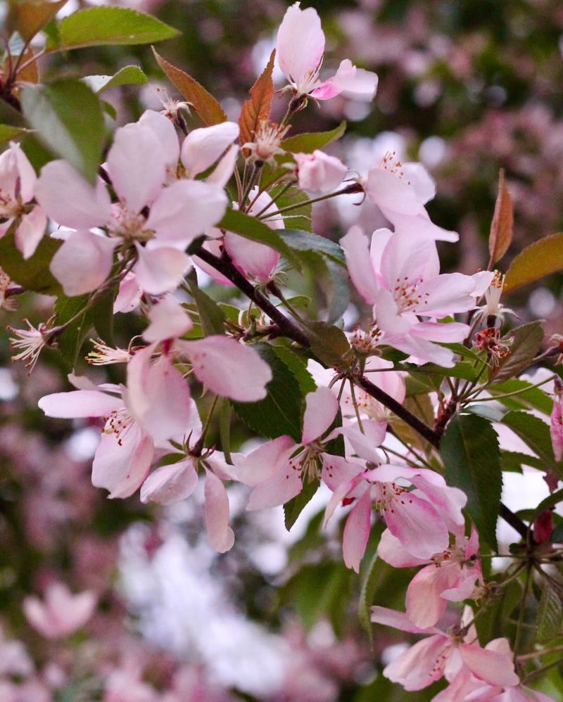 Rising Temperatures Are Pushing Bloom Dates Forward