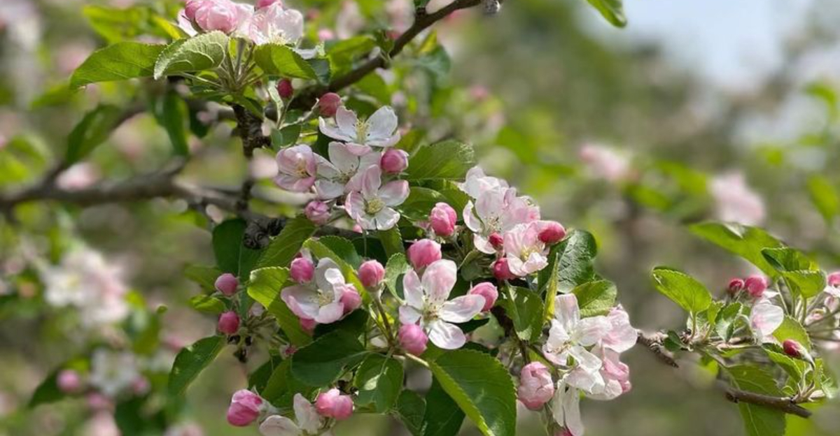 fruit tree blooms