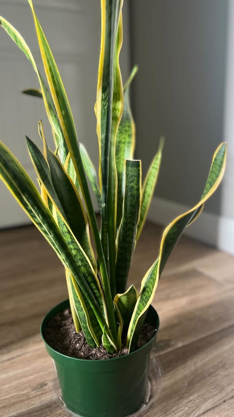 Survives Low Light Conditions