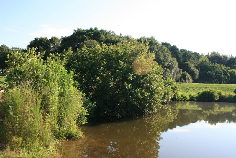 Creek Bank Vegetation Completely Engulfed in Savannah Suburbs