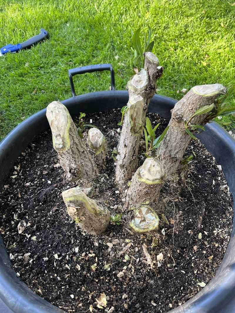 Adapts To Various Soil Types