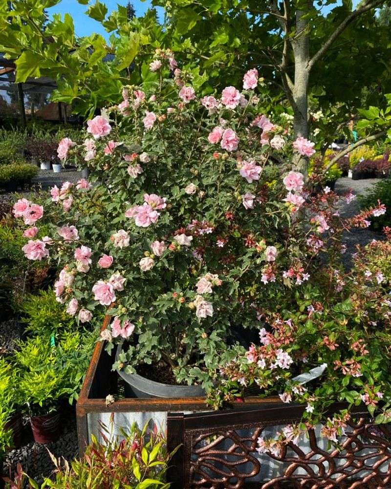 Adapts To Sun Or Partial Shade Easily