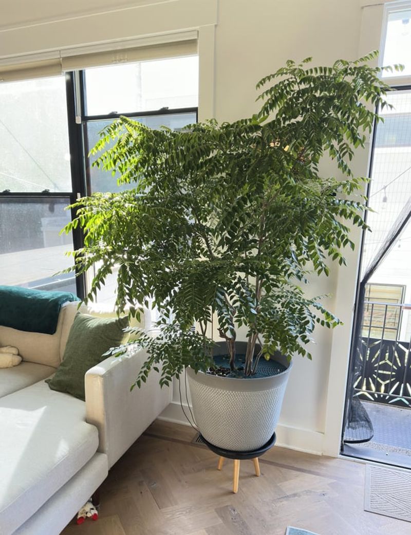 Reduced Pest Activity Protects Foliage