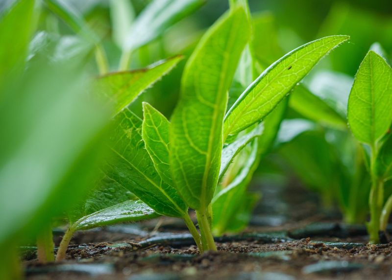 Creates Healthier Plants With Better Disease Resistance