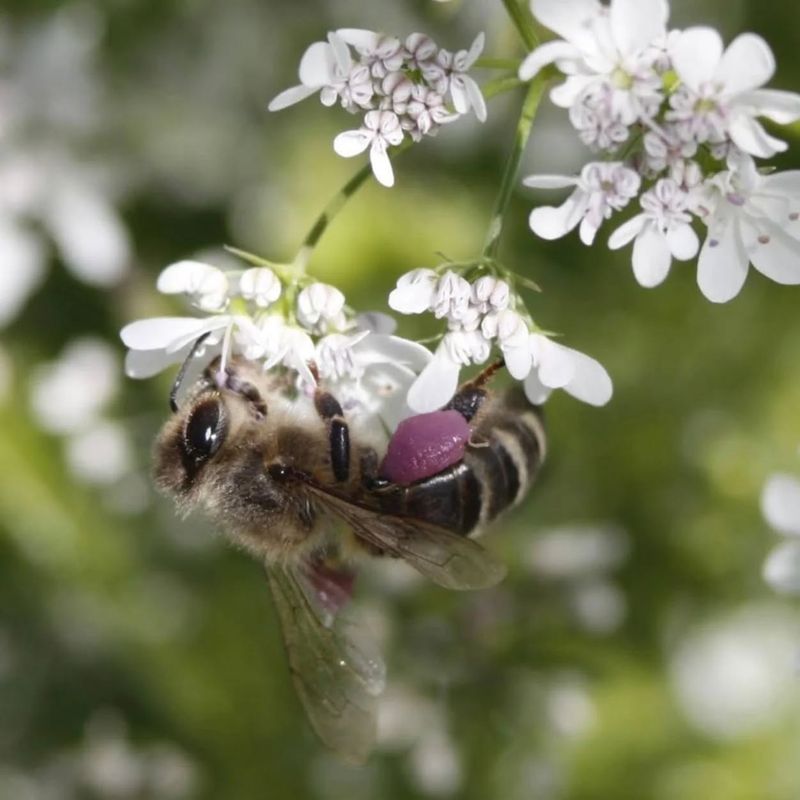 Bee Magnet With Irresistible Blooms