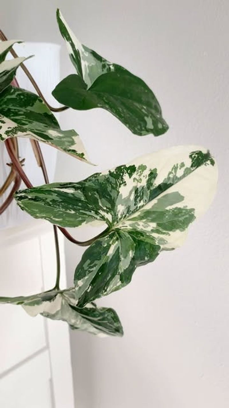 Syngonium Albo Variegata