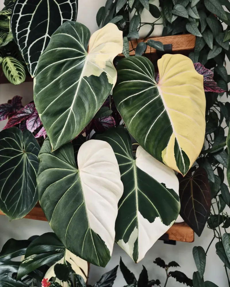Philodendron Gloriosum