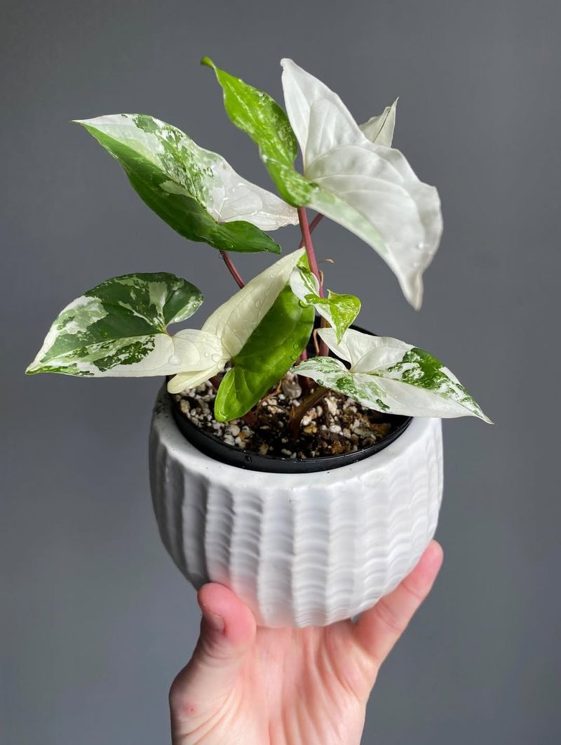 Syngonium Albo Variegata