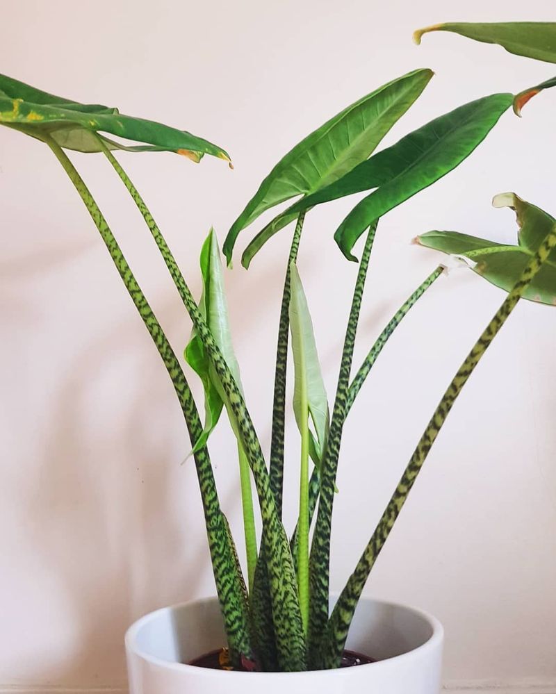 Alocasia Zebrina