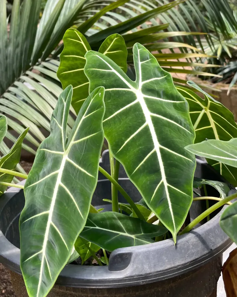 Alocasia Frydek 'Green Velvet'