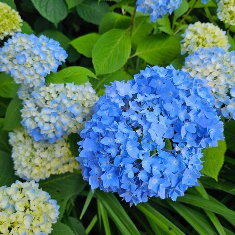 Hydrangea