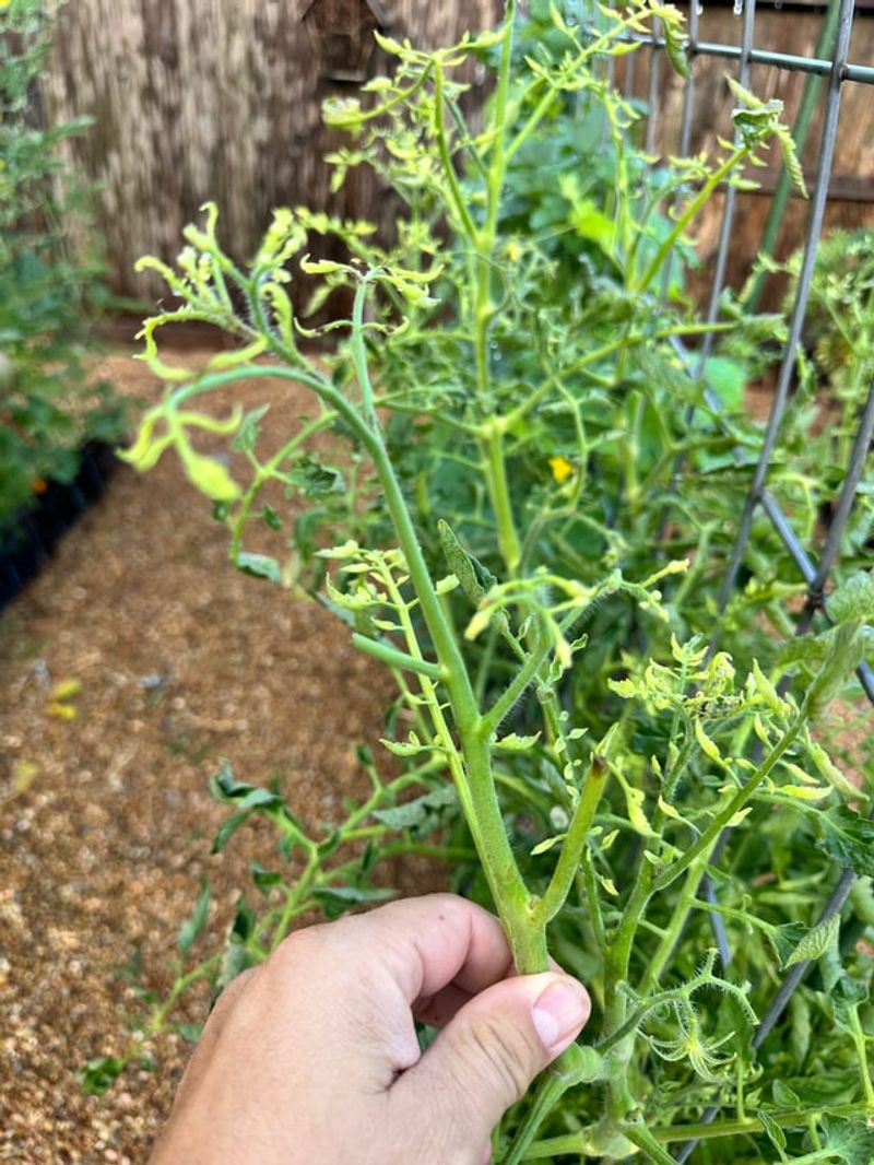 In Contaminated Or Chemical-Treated Soil