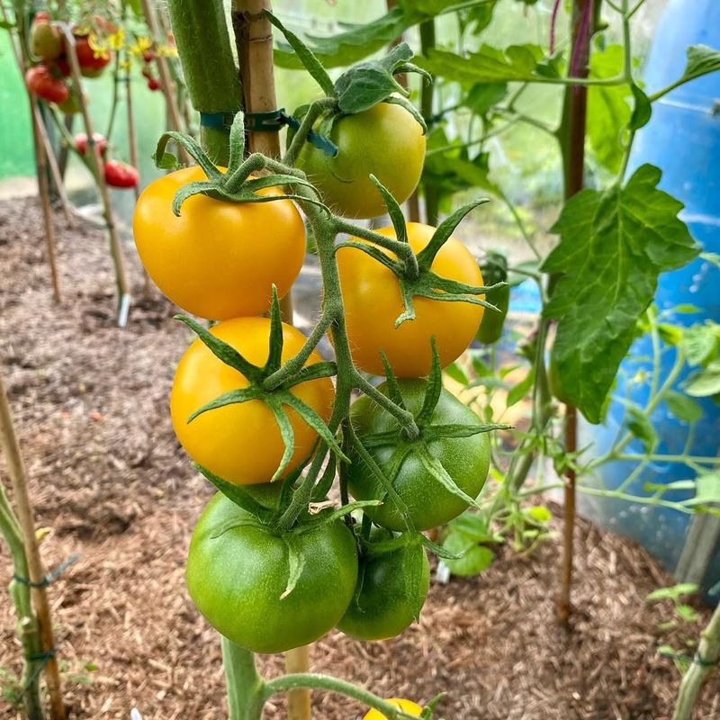 In Contaminated Soil Near Roads