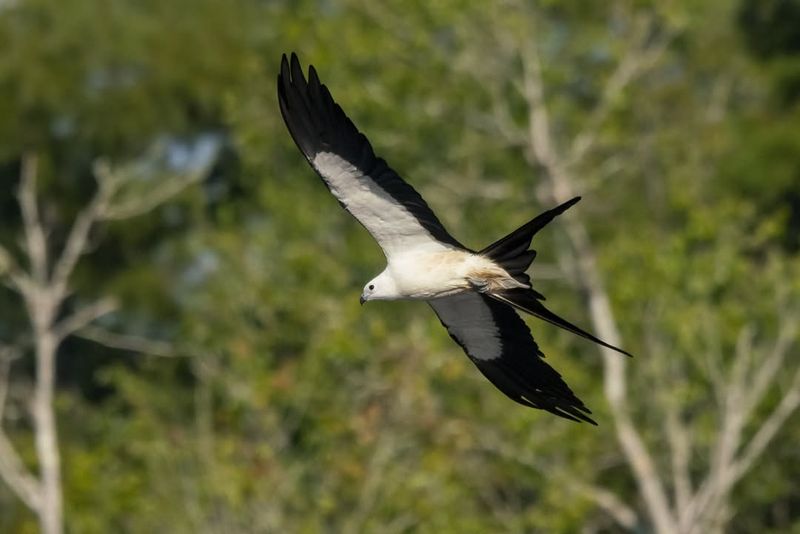 Swallow-Tailed Kite