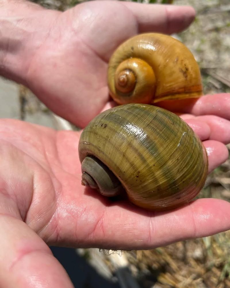 Apple Snails