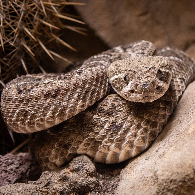 Rattlesnake