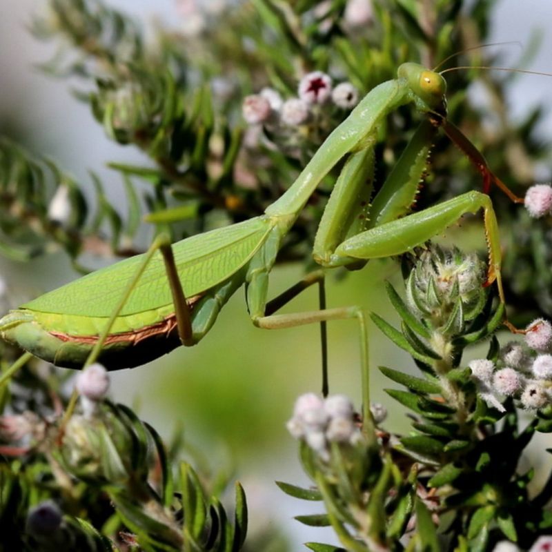 Praying Mantises
