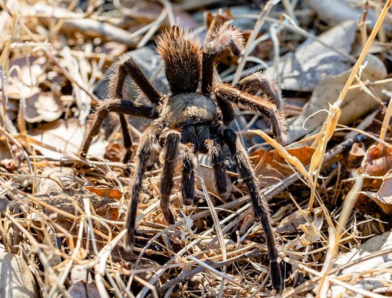 Tarantulas