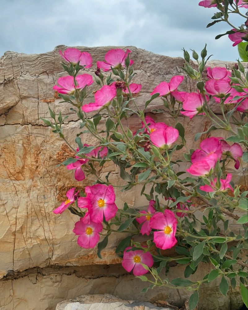 Flowers Bloom Profusely From Spring Through Early Summer