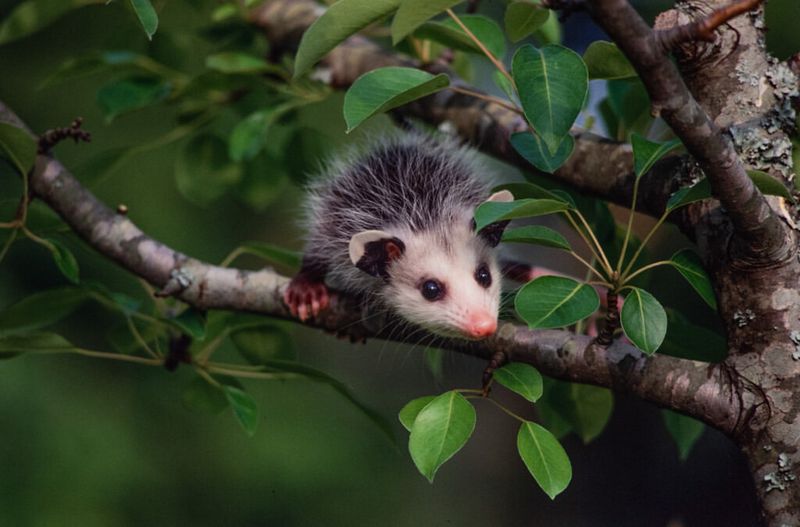 Carrion Consumers That Prevent Disease Spread