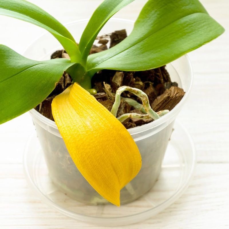 Sudden Environment Changes From Purchase