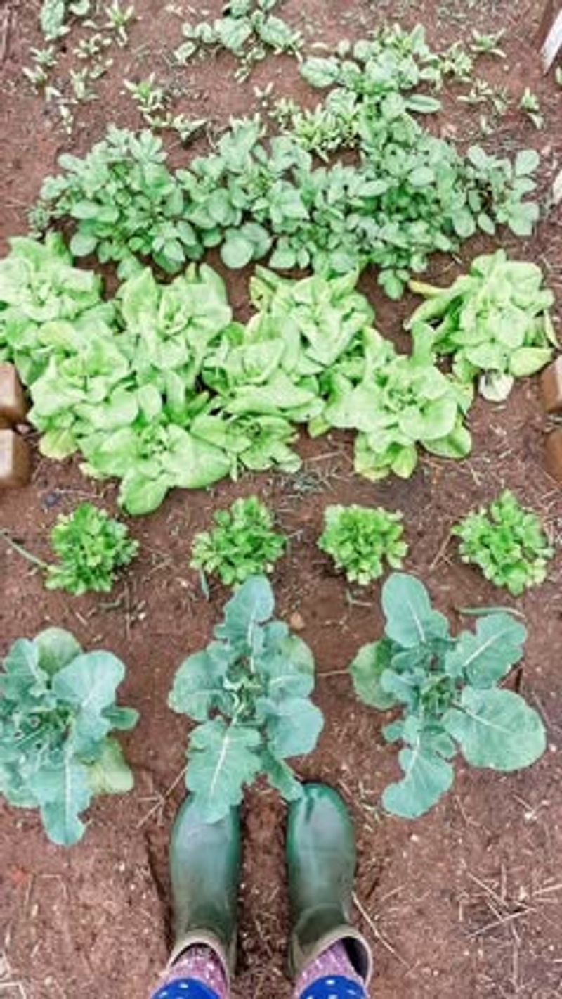 Nutrient Absorption Drops Dramatically in Cold Soil