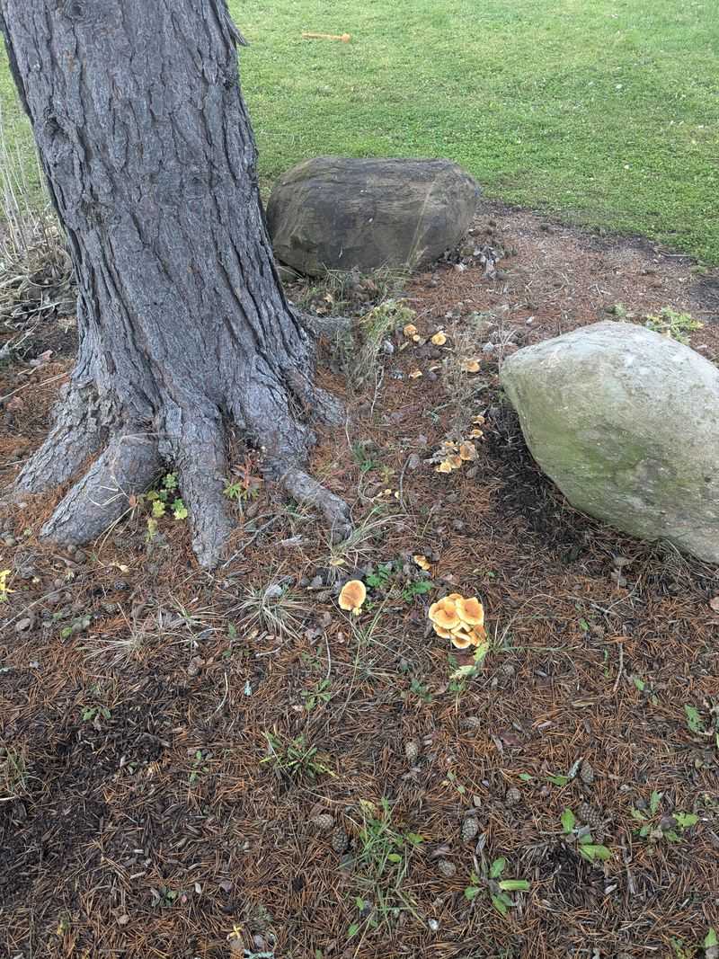 Fungal Diseases Spread Rapidly in Damp Environments