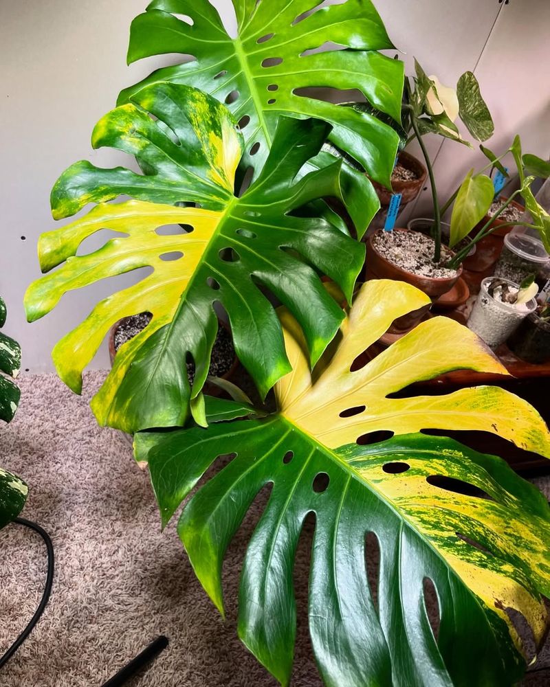 Fungal Infections Love Wet Conditions