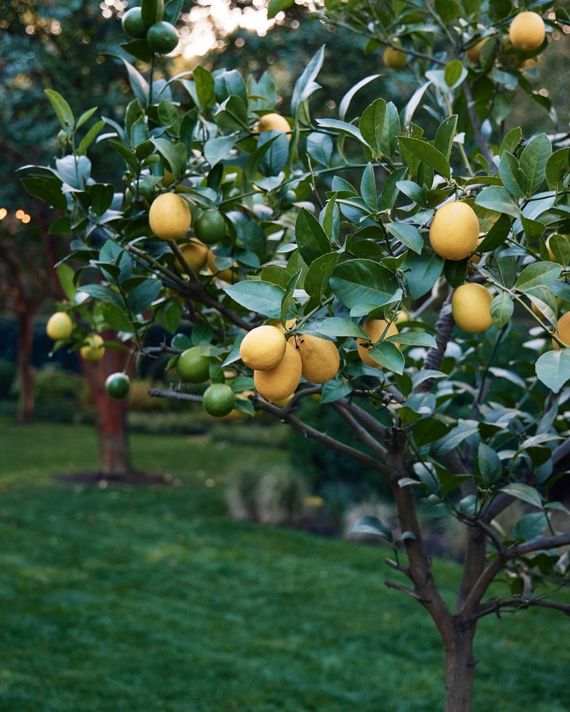 Fruit Production Depends On Plant Health