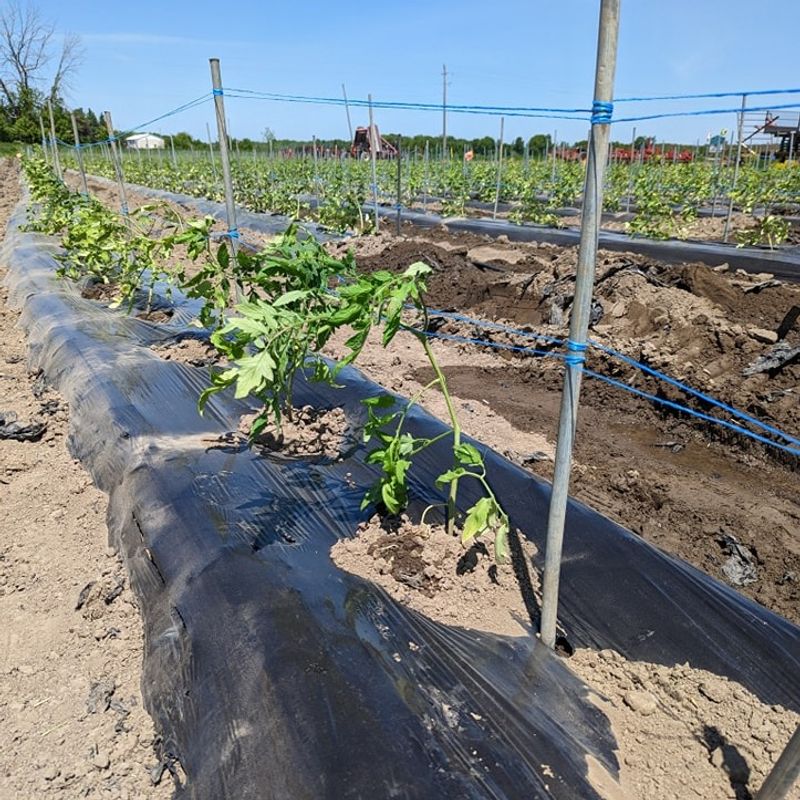 Weed Growth Stops Completely In Darkness