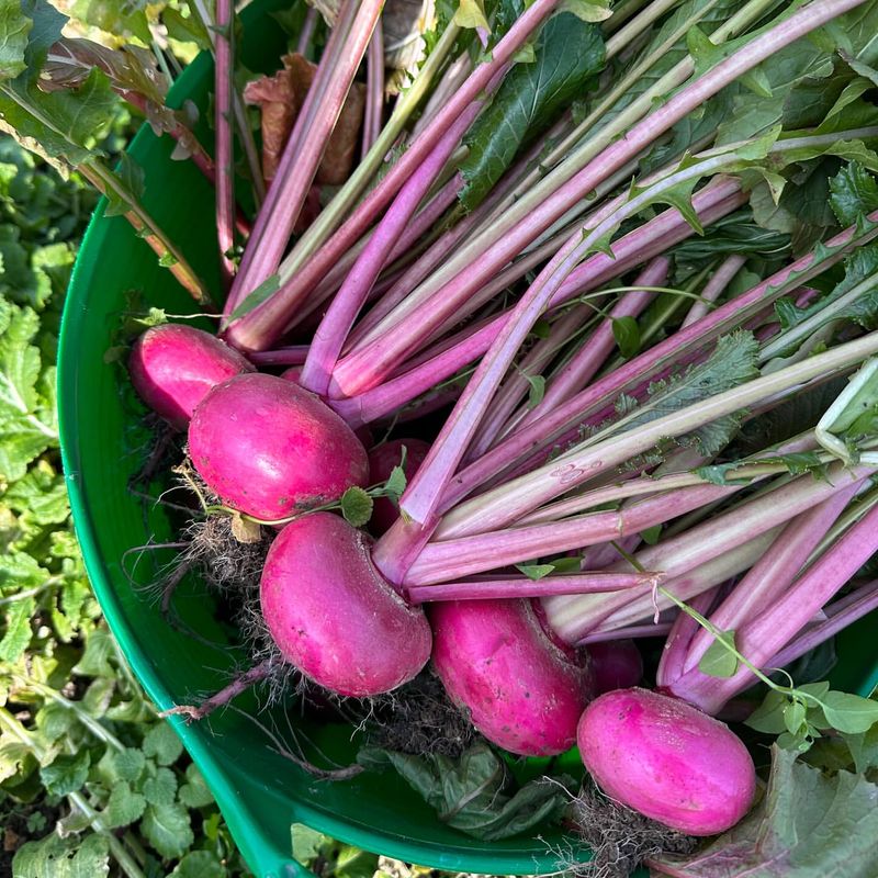 Fewer Pests To Worry About