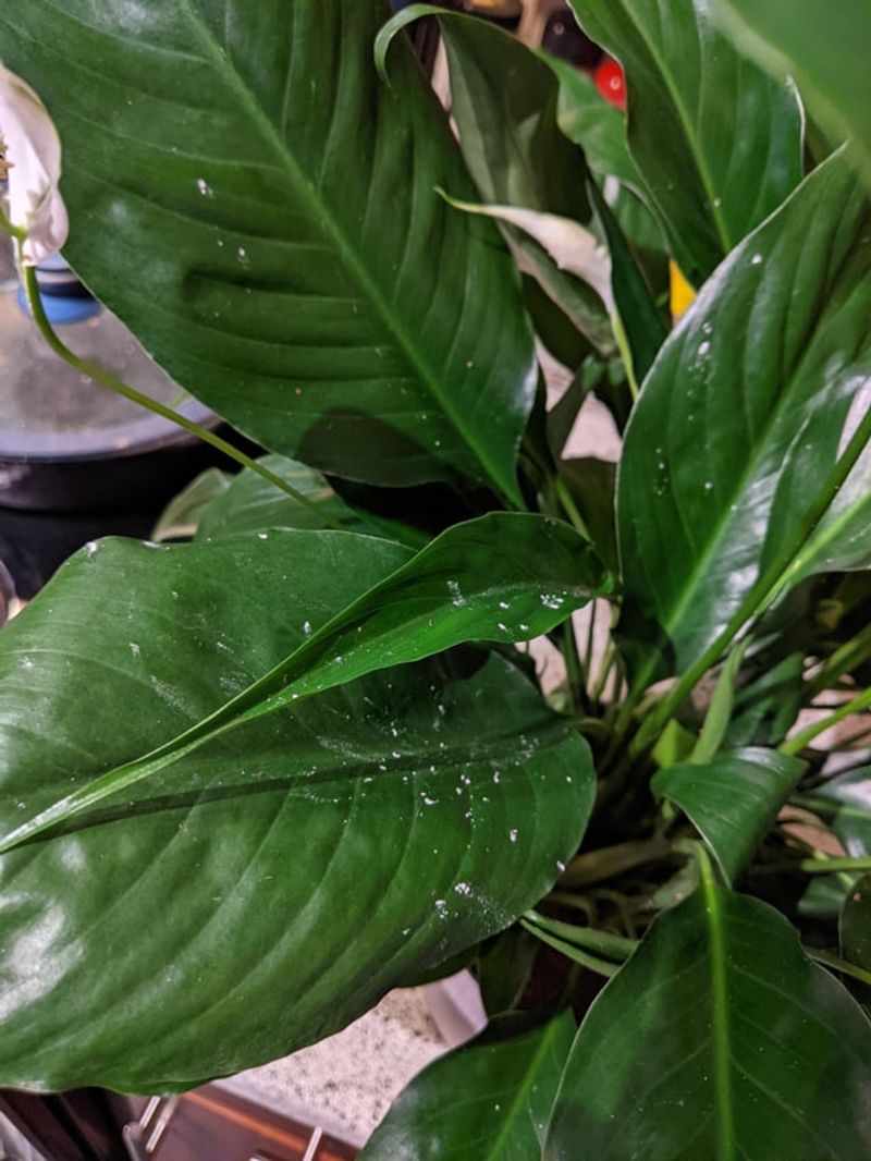 Pest Invaders Steal Plant Energy