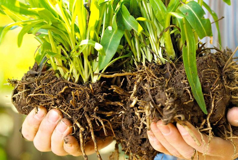 The Plant Hasn't Been Divided In Three To Five Years