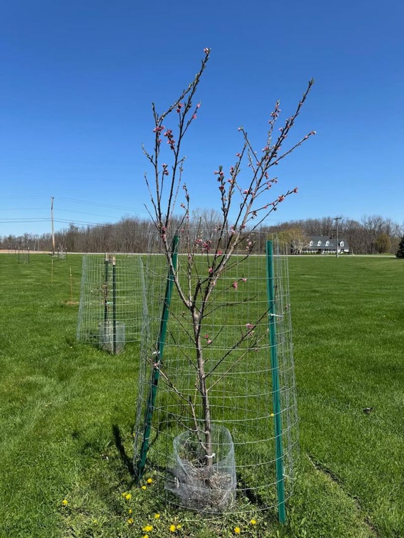 Fruit Trees